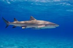Bahamas Aggressor Luxury Scuba Diving Liveaboard - Caribbean. Shark diving.